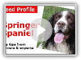 English Springer Spaniel Dog Breed Guide